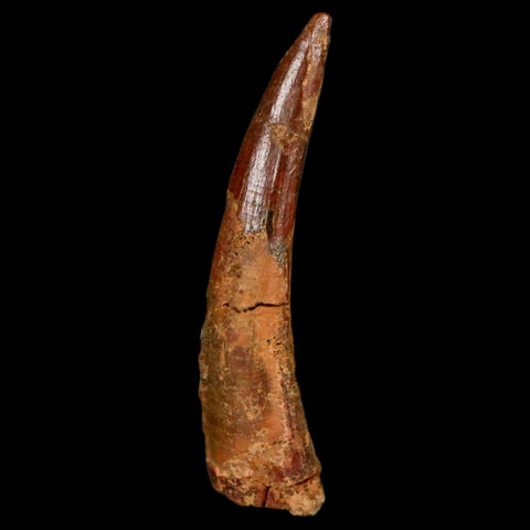 1.3" Pterosaur Coloborhynchus Fossil Tooth Upper Cretaceous Morocco COA, Display - Fossil Age Minerals