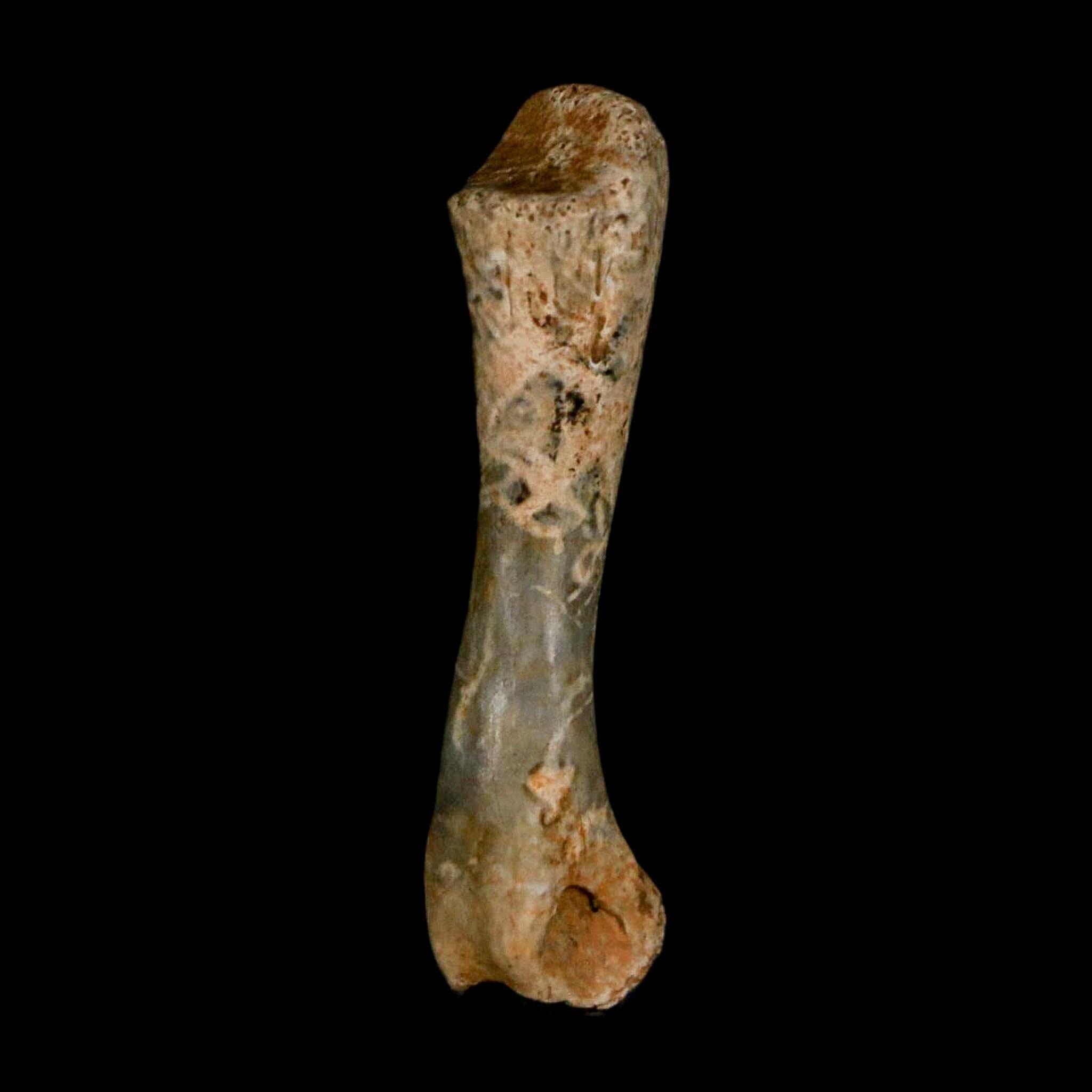 1.3" Fossil Turtle Limb Bone Lance Creek FM Wyoming Dinosaur Cretaceous Age - Fossil Age Minerals
