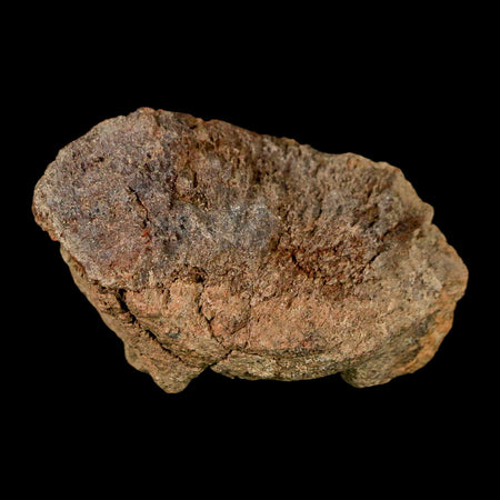 2" Pachycephalosaurus Dinosaur Skull Dome Fossil Lance Creek FM Wyoming COA