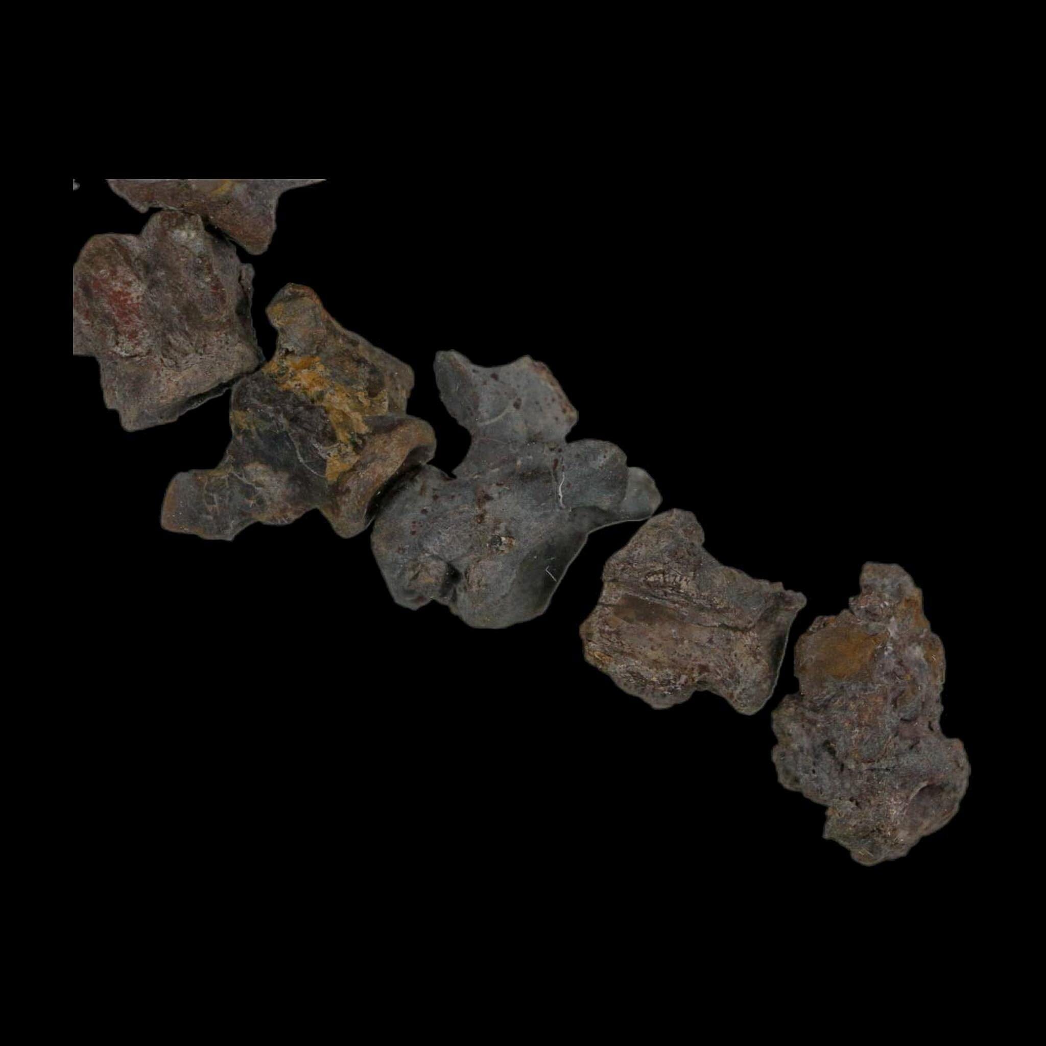 7" Edaphosaurus Tail Vertebrae's Bones Fossil Permian Age Archer County, Texas Display - Fossil Age Minerals