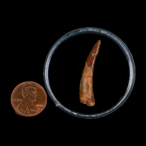 1.3" Pterosaur Coloborhynchus Fossil Tooth Upper Cretaceous Morocco COA, Display - Fossil Age Minerals