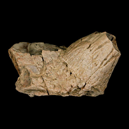 2.4" Pachycephalosaurus Dinosaur Skull Spike Knob Fossil Lance Creek FM WY COA