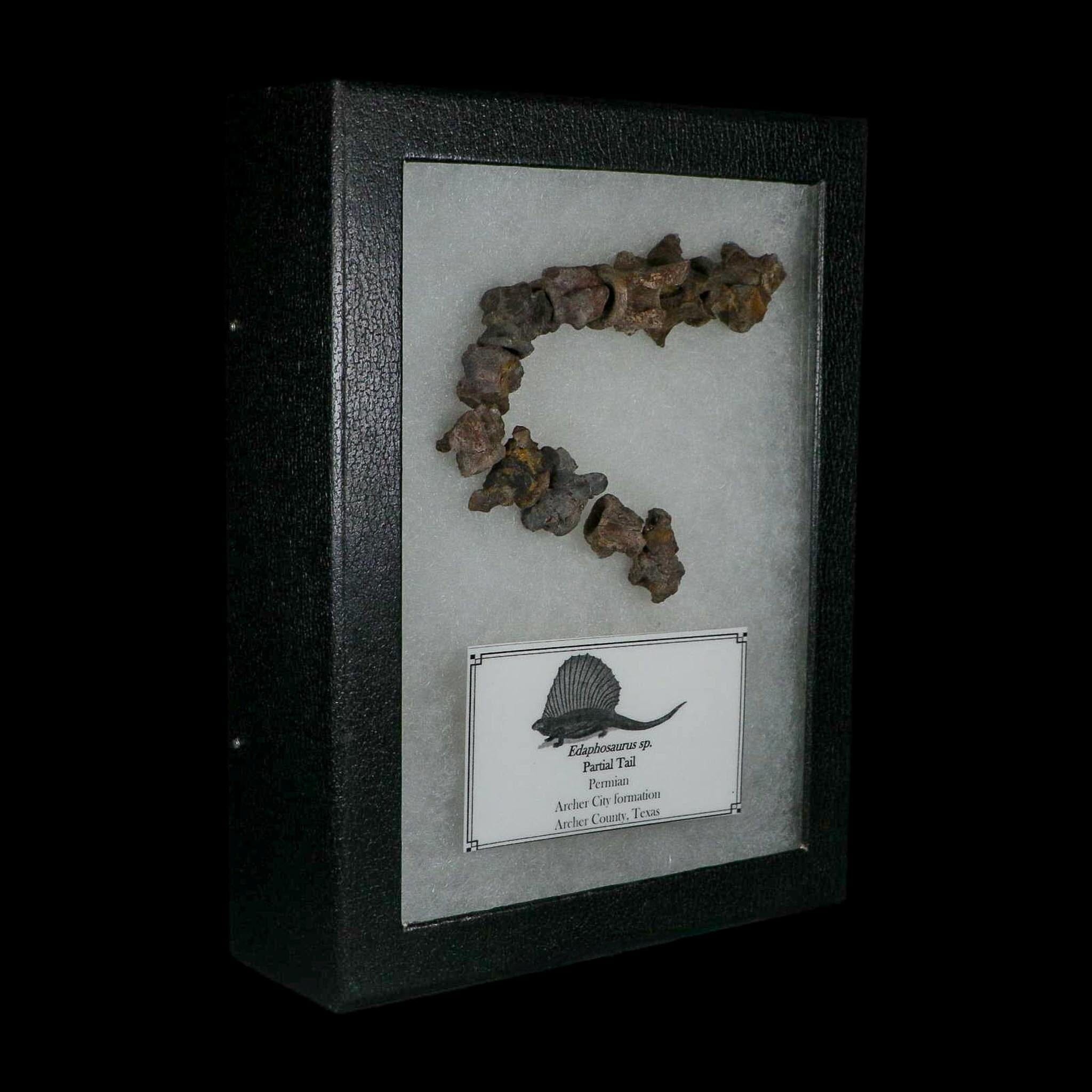7" Edaphosaurus Tail Vertebrae's Bones Fossil Permian Age Archer County, Texas Display - Fossil Age Minerals