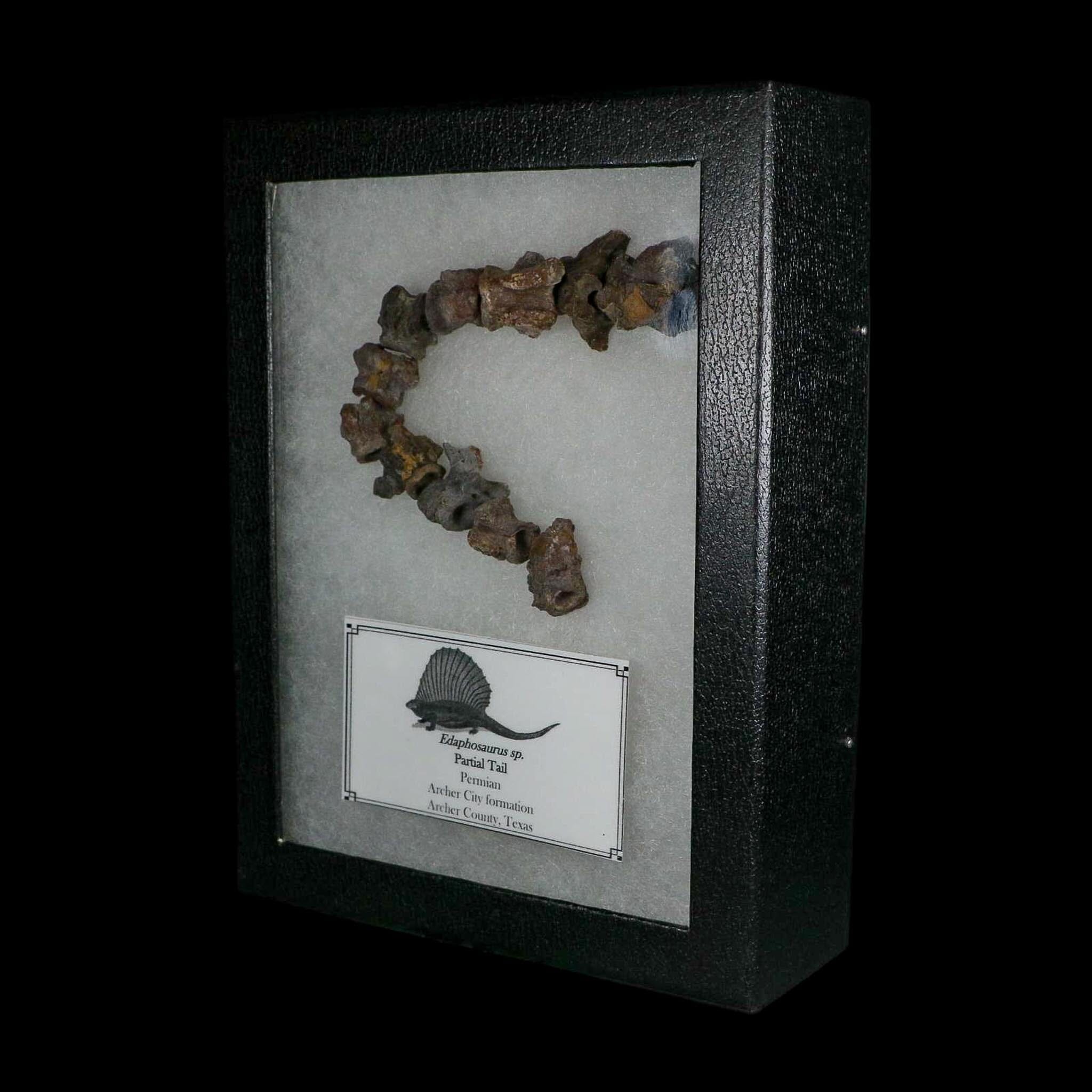 7" Edaphosaurus Tail Vertebrae's Bones Fossil Permian Age Archer County, Texas Display - Fossil Age Minerals