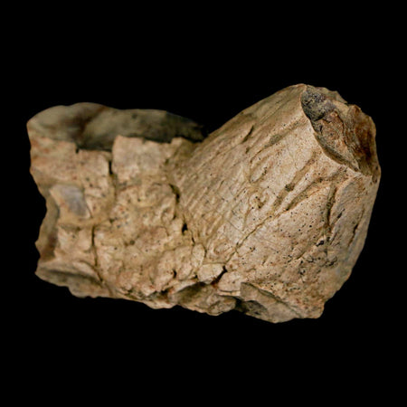 2.4" Pachycephalosaurus Dinosaur Skull Spike Knob Fossil Lance Creek FM WY COA