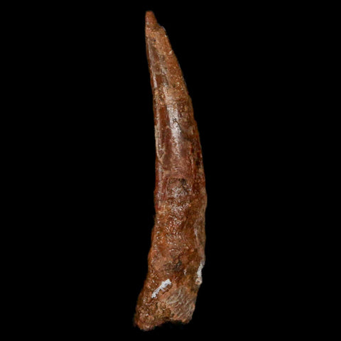 1.3" Pterosaur Coloborhynchus Fossil Tooth Upper Cretaceous Morocco COA, Display - Fossil Age Minerals
