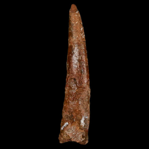 1.3" Pterosaur Coloborhynchus Fossil Tooth Upper Cretaceous Morocco COA, Display - Fossil Age Minerals