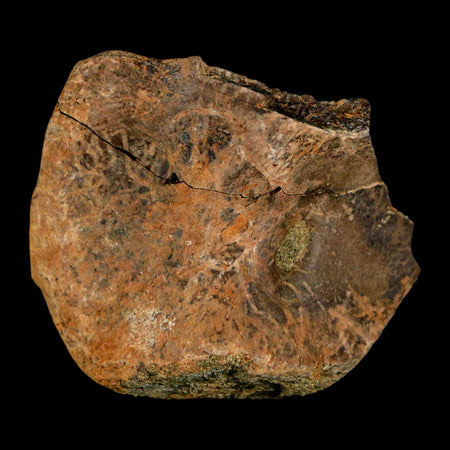 1.7" Pachycephalosaurus Dinosaur Fossil Bone Lance Creek Formation Wyoming COA