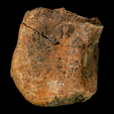 1.7" Pachycephalosaurus Dinosaur Fossil Bone Lance Creek Formation Wyoming COA