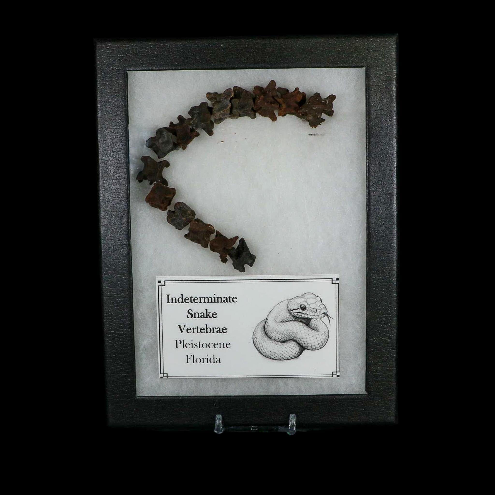 7.7" Indeterminate Snake Vertebrae Fossil Bones Pleistocene Age Florida - Fossil Age Minerals