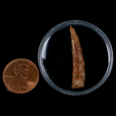 1.3" Pterosaur Coloborhynchus Fossil Tooth Upper Cretaceous Morocco COA, Display - Fossil Age Minerals