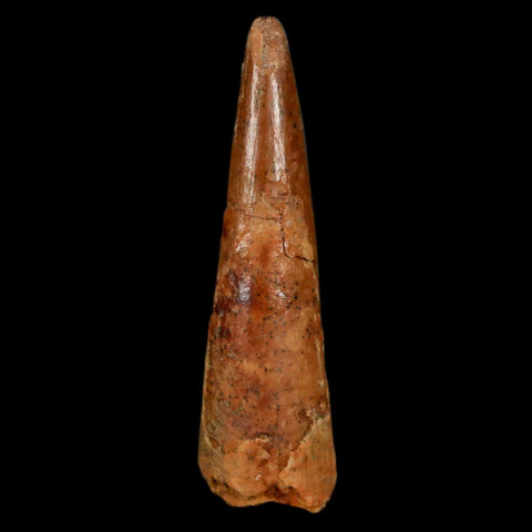1.3" Pterosaur Coloborhynchus Fossil Tooth Upper Cretaceous Morocco COA, Display - Fossil Age Minerals