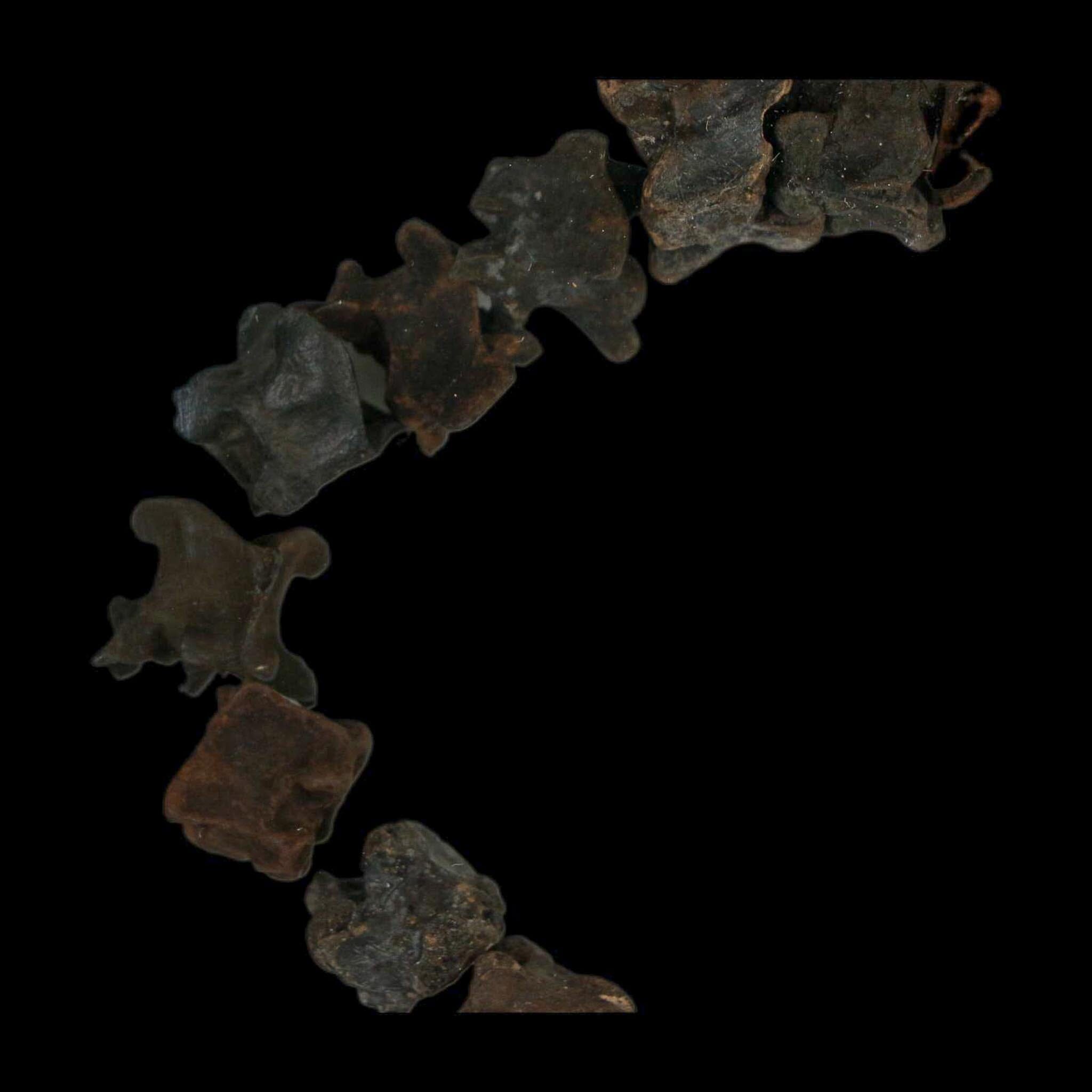 7.7" Indeterminate Snake Vertebrae Fossil Bones Pleistocene Age Florida - Fossil Age Minerals