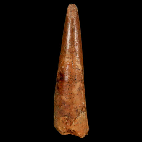 1.3" Pterosaur Coloborhynchus Fossil Tooth Upper Cretaceous Morocco COA, Display - Fossil Age Minerals