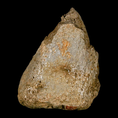 2.6" Edmontosaurus Fossil Finger Dight Bone Lance Creek Cretaceous Dinosaur WY - Fossil Age Minerals