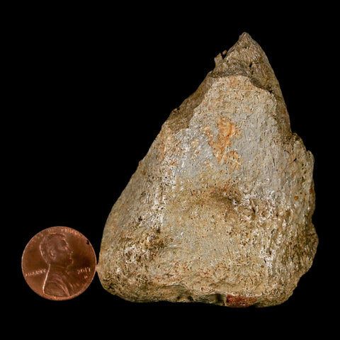 2.6" Edmontosaurus Fossil Finger Dight Bone Lance Creek Cretaceous Dinosaur WY - Fossil Age Minerals