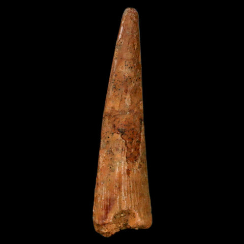 1.3" Pterosaur Coloborhynchus Fossil Tooth Upper Cretaceous Morocco COA, Display - Fossil Age Minerals