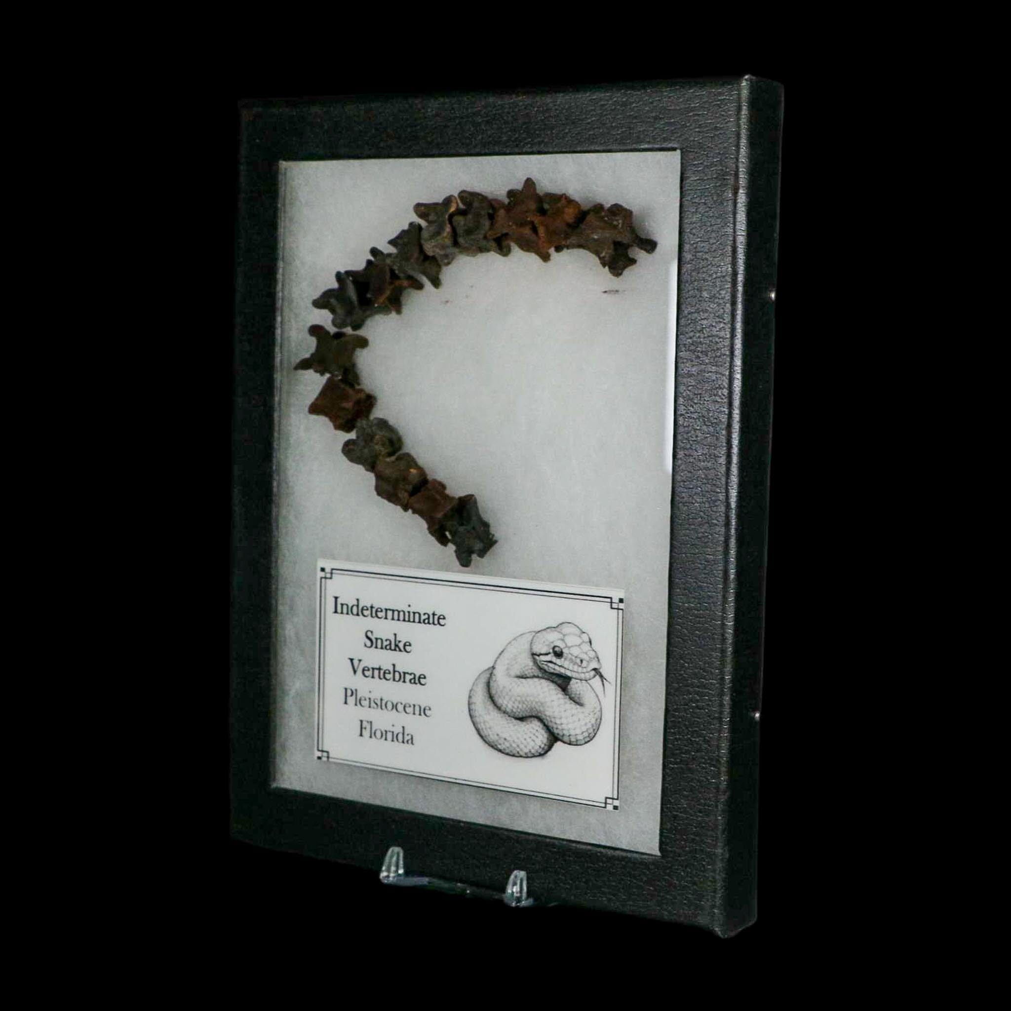 7.7" Indeterminate Snake Vertebrae Fossil Bones Pleistocene Age Florida - Fossil Age Minerals