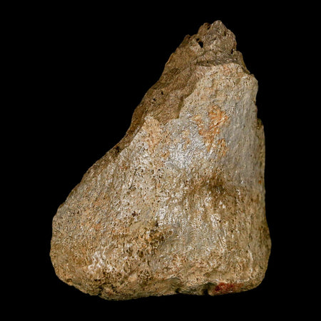 2.6" Edmontosaurus Fossil Finger Dight Bone Lance Creek Cretaceous Dinosaur WY