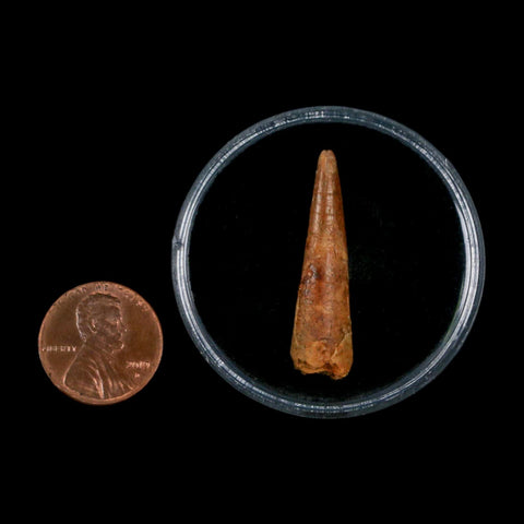 1.3" Pterosaur Coloborhynchus Fossil Tooth Upper Cretaceous Morocco COA, Display - Fossil Age Minerals