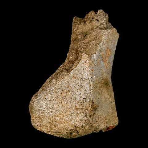 2.6" Edmontosaurus Fossil Finger Dight Bone Lance Creek Cretaceous Dinosaur WY - Fossil Age Minerals