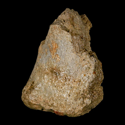 2.6" Edmontosaurus Fossil Finger Dight Bone Lance Creek Cretaceous Dinosaur WY - Fossil Age Minerals