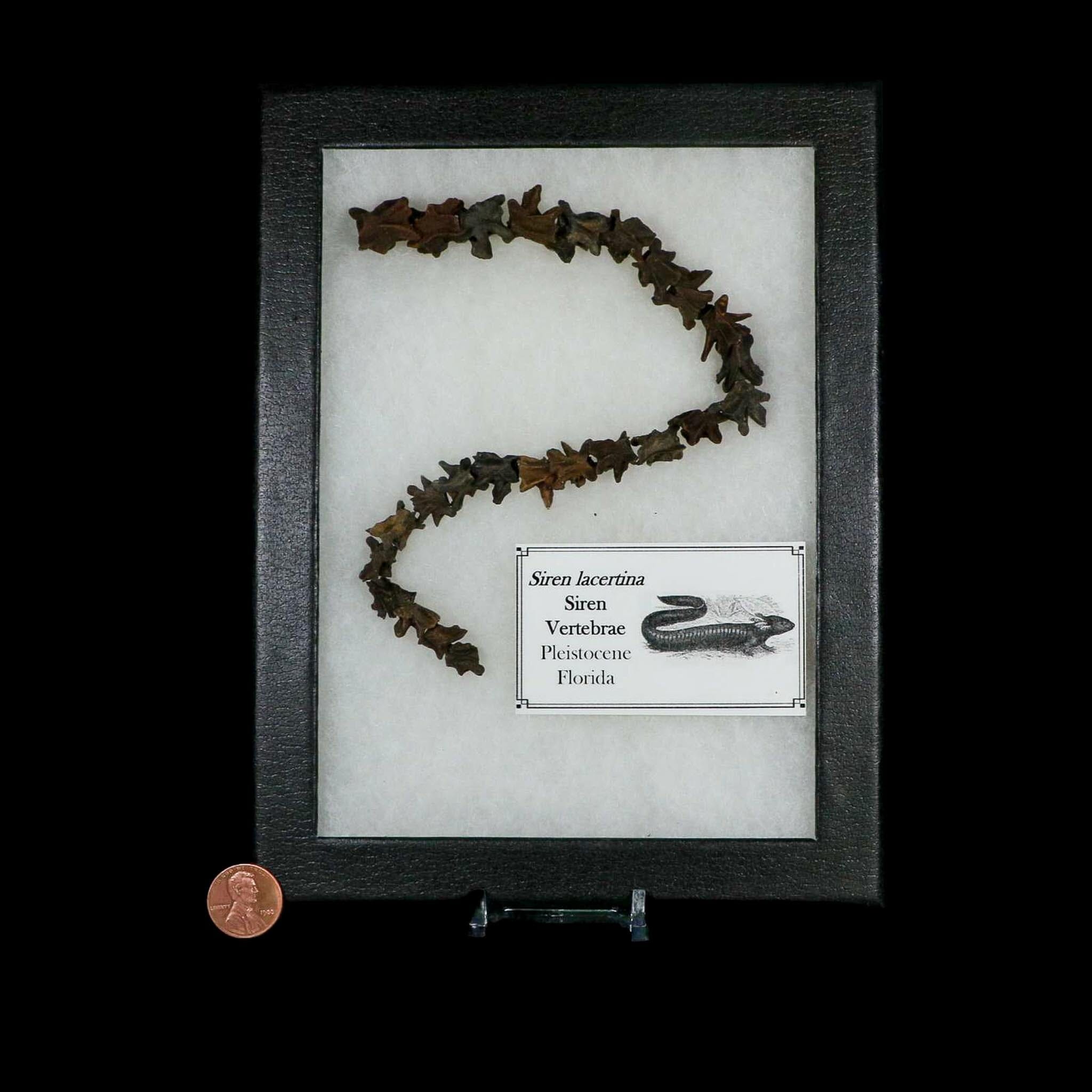 11" Siren Lacertina Vertebrae Fossil Bones Aquatic Salamander Pleistocene Age Florida - Fossil Age Minerals