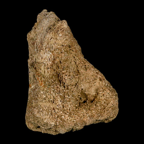 2.6" Edmontosaurus Fossil Finger Dight Bone Lance Creek Cretaceous Dinosaur WY - Fossil Age Minerals