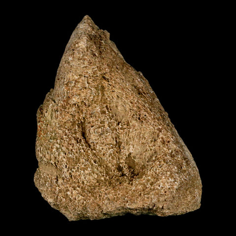 2.6" Edmontosaurus Fossil Finger Dight Bone Lance Creek Cretaceous Dinosaur WY - Fossil Age Minerals