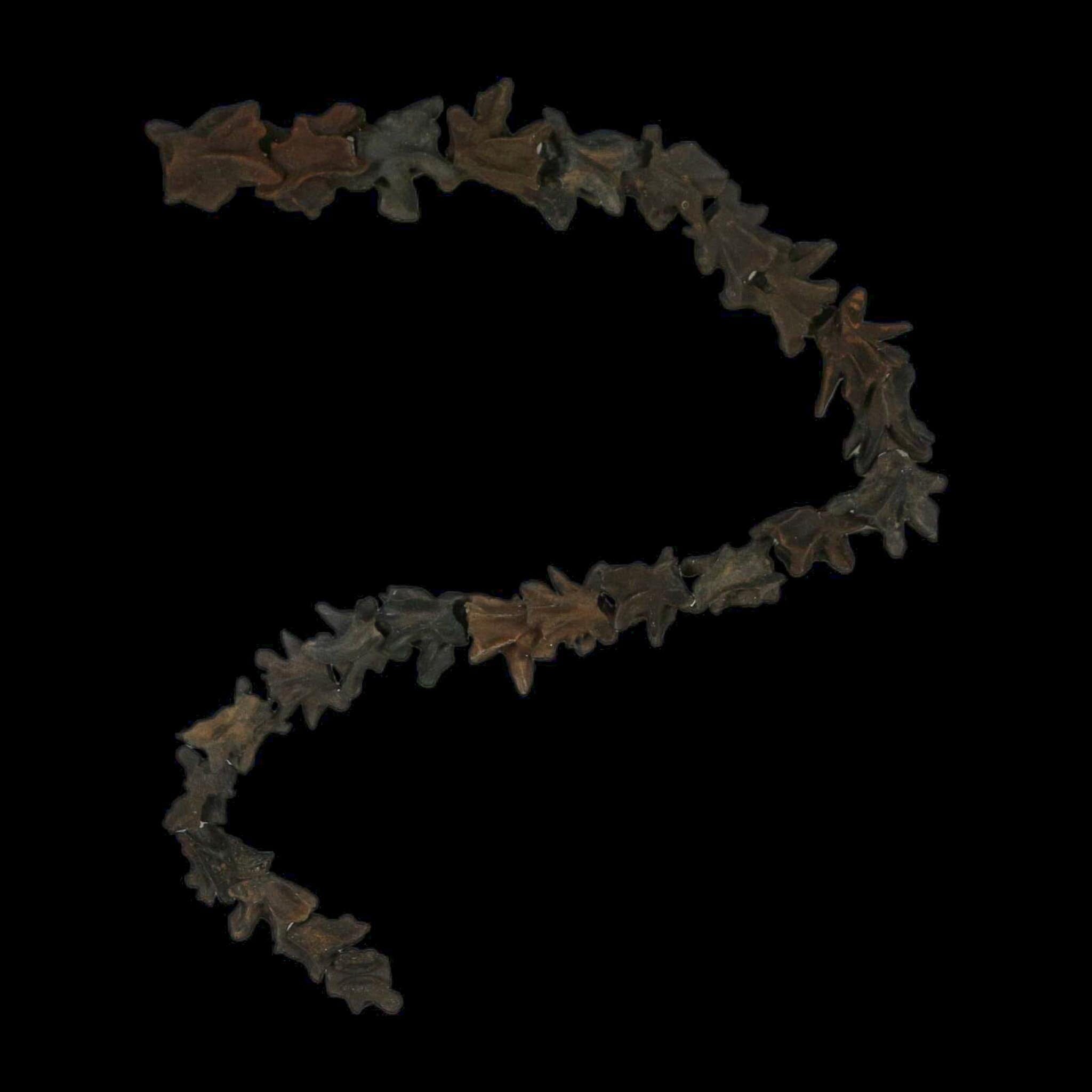 11" Siren Lacertina Vertebrae Fossil Bones Aquatic Salamander Pleistocene Age Florida - Fossil Age Minerals