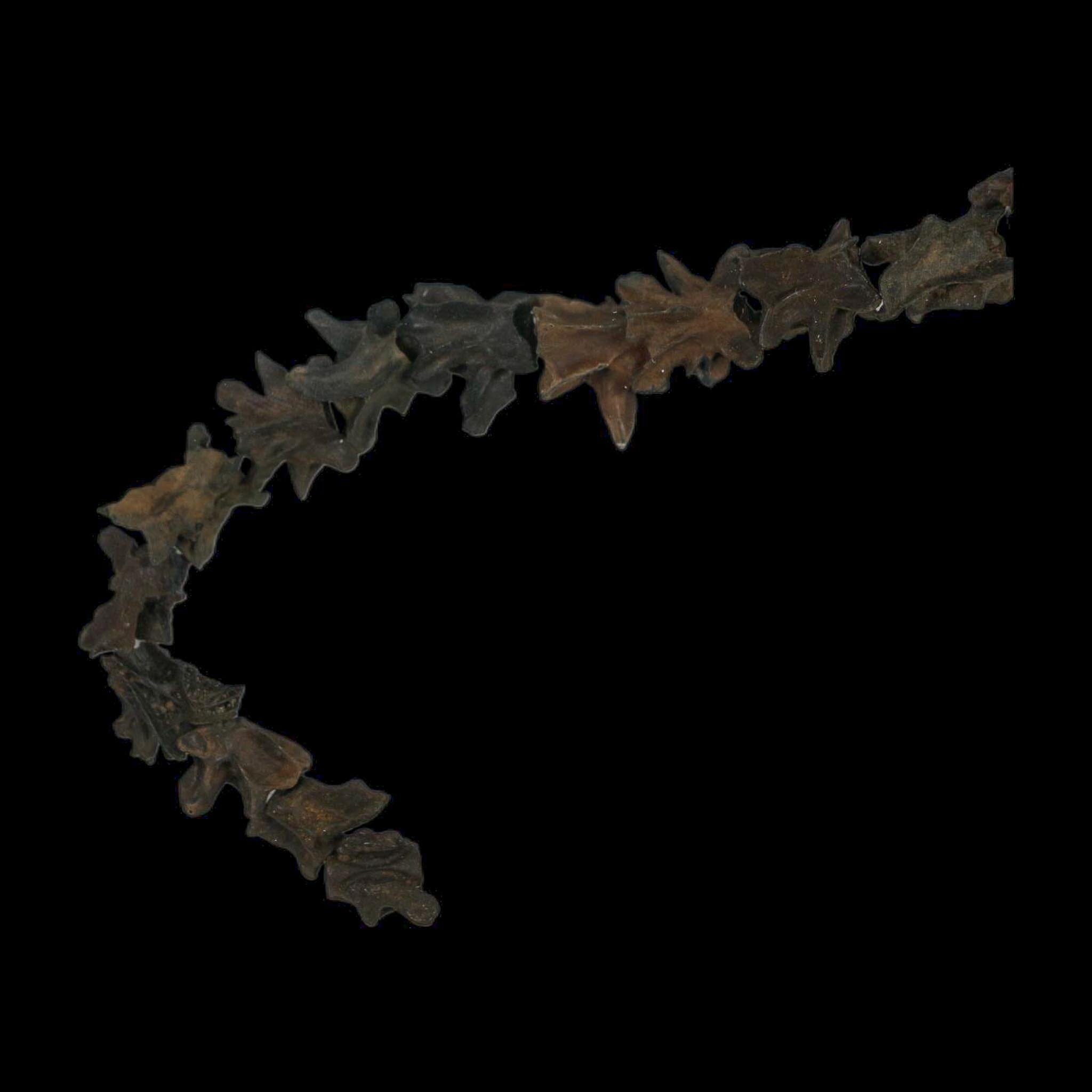 11" Siren Lacertina Vertebrae Fossil Bones Aquatic Salamander Pleistocene Age Florida - Fossil Age Minerals