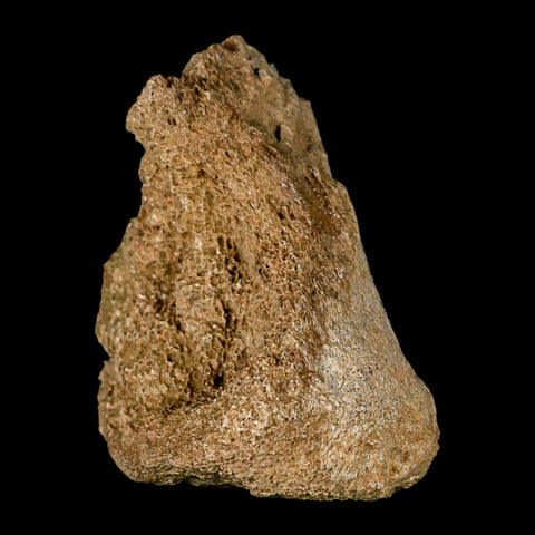 2.6" Edmontosaurus Fossil Finger Dight Bone Lance Creek Cretaceous Dinosaur WY - Fossil Age Minerals