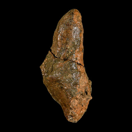 2.5" Pachycephalosaurus Dinosaur Skull Spike Knob Fossil Lance Creek FM WY COA