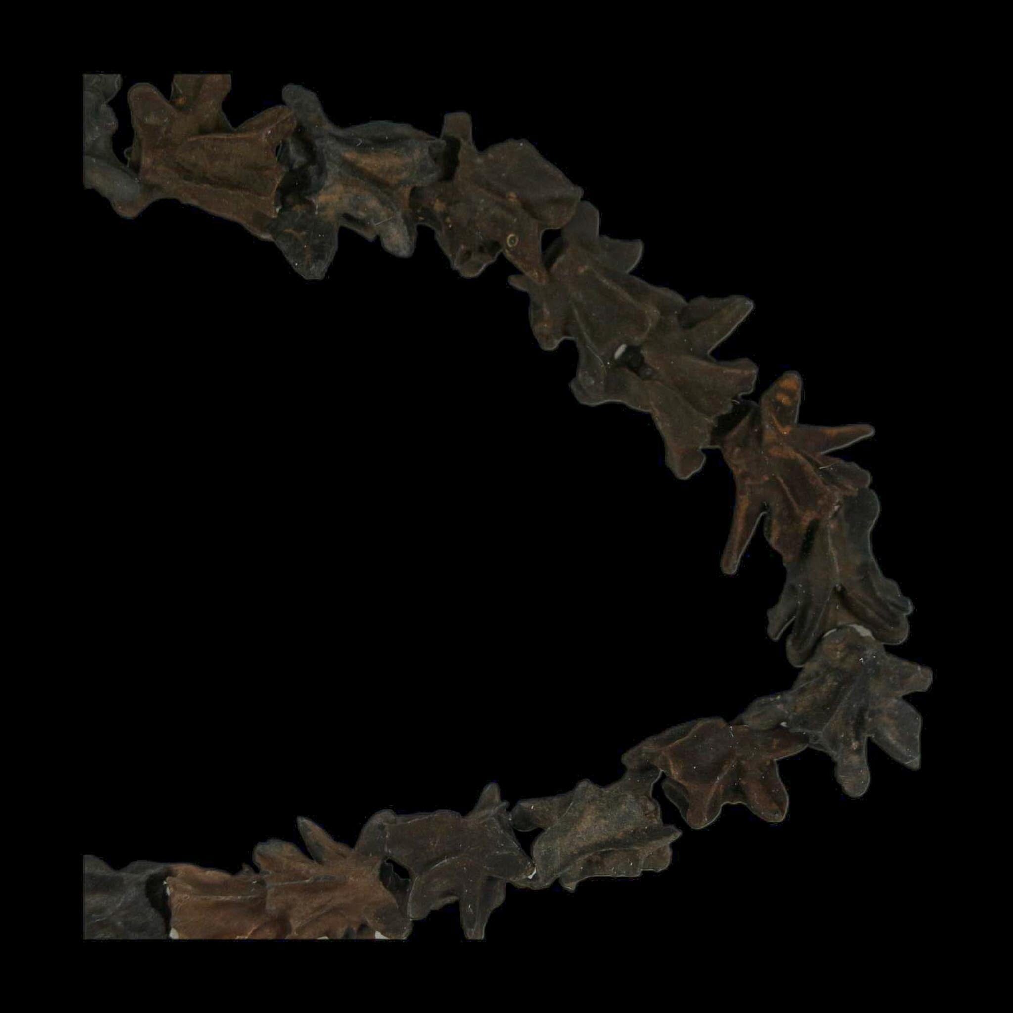 11" Siren Lacertina Vertebrae Fossil Bones Aquatic Salamander Pleistocene Age Florida - Fossil Age Minerals