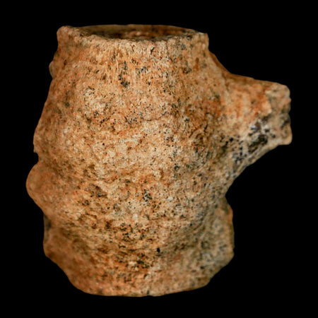 1.6" Champsosaurus Gigas Reptile Fossil Fused Vertebrae Cretaceous Hell Creek FM MT