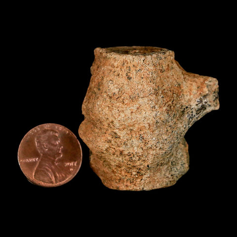 1.6" Champsosaurus Gigas Reptile Fossil Fused Vertebrae Cretaceous Hell Creek FM MT - Fossil Age Minerals