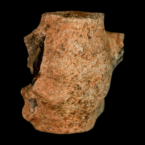 1.6" Champsosaurus Gigas Reptile Fossil Fused Vertebrae Cretaceous Hell Creek FM MT - Fossil Age Minerals