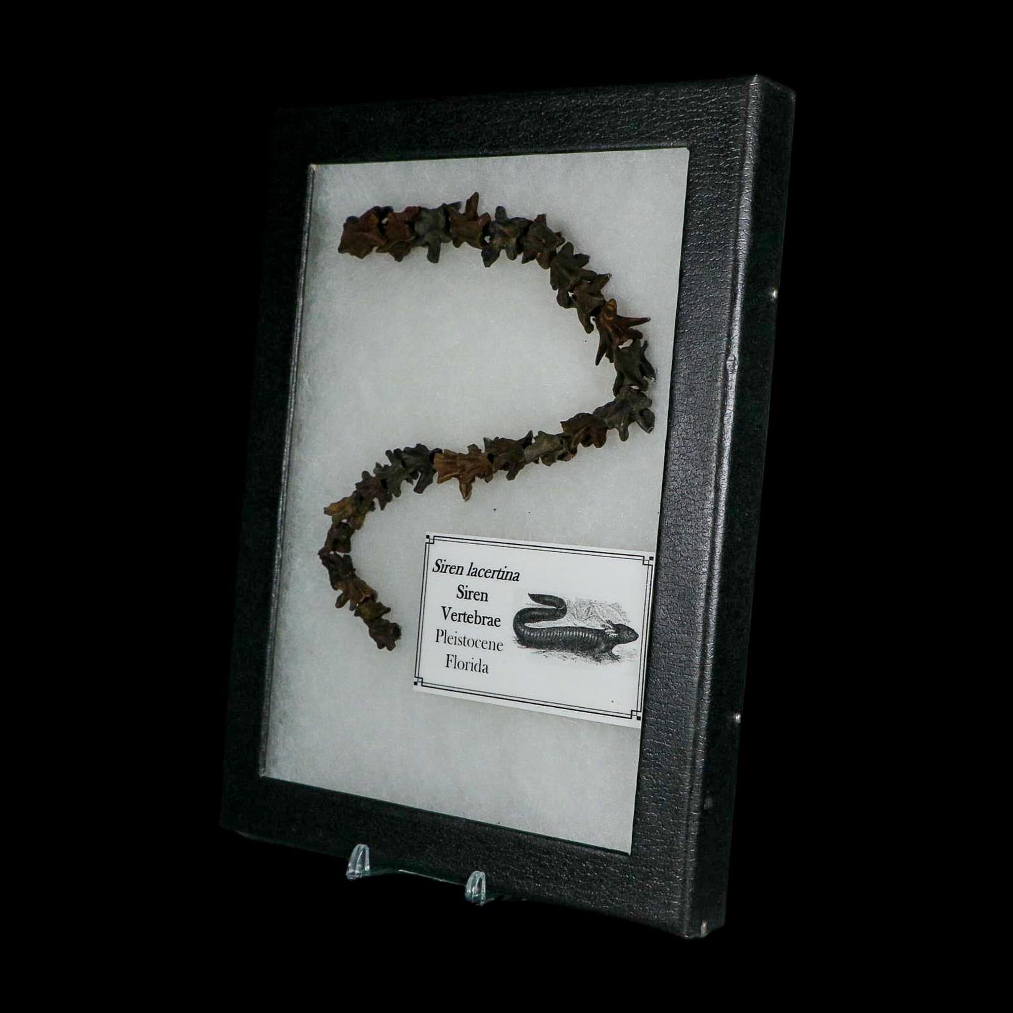 11" Siren Lacertina Vertebrae Fossil Bones Aquatic Salamander Pleistocene Age Florida - Fossil Age Minerals