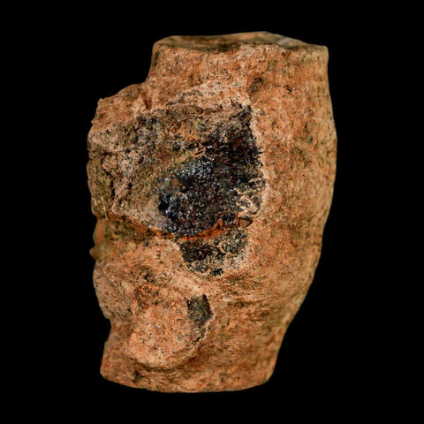 1.6" Champsosaurus Gigas Reptile Fossil Fused Vertebrae Cretaceous Hell Creek FM MT - Fossil Age Minerals