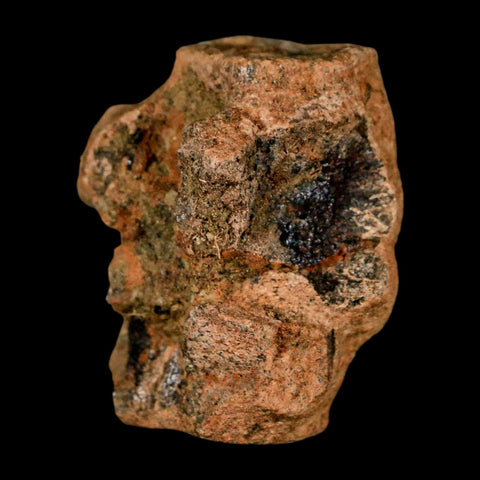 1.6" Champsosaurus Gigas Reptile Fossil Fused Vertebrae Cretaceous Hell Creek FM MT - Fossil Age Minerals