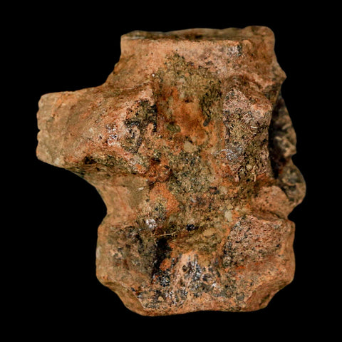 1.6" Champsosaurus Gigas Reptile Fossil Fused Vertebrae Cretaceous Hell Creek FM MT - Fossil Age Minerals