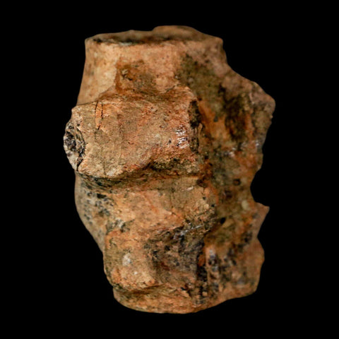 1.6" Champsosaurus Gigas Reptile Fossil Fused Vertebrae Cretaceous Hell Creek FM MT - Fossil Age Minerals