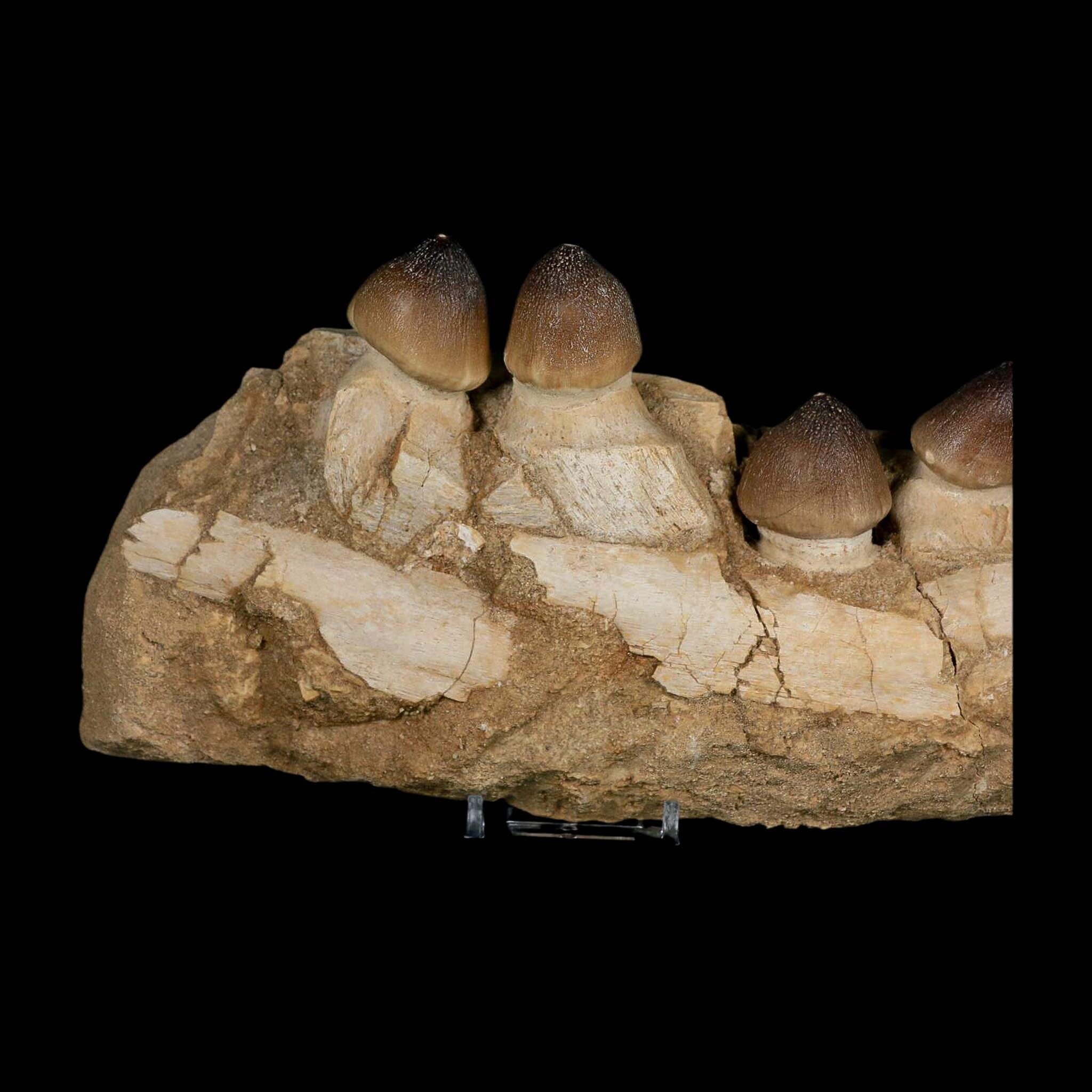 9" Globidens Mosasaur Fossil Tooth Jaw Section Cretaceous Dinosaur Era COA Stand - Fossil Age Minerals