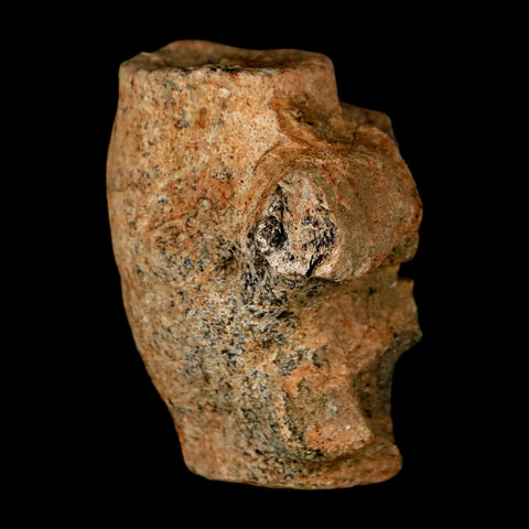 1.6" Champsosaurus Gigas Reptile Fossil Fused Vertebrae Cretaceous Hell Creek FM MT - Fossil Age Minerals