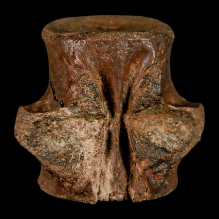 1.2" Champsosaurus Gigas Reptile Fossil Vertebrae Cretaceous Hell Creek FM MT COA