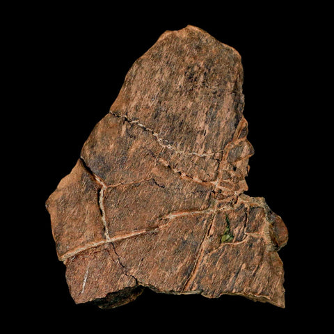 3.8" Edmontosaurus Fossil Femur Bone Hell Creek FM Cretaceous Dinosaur MT COA - Fossil Age Minerals