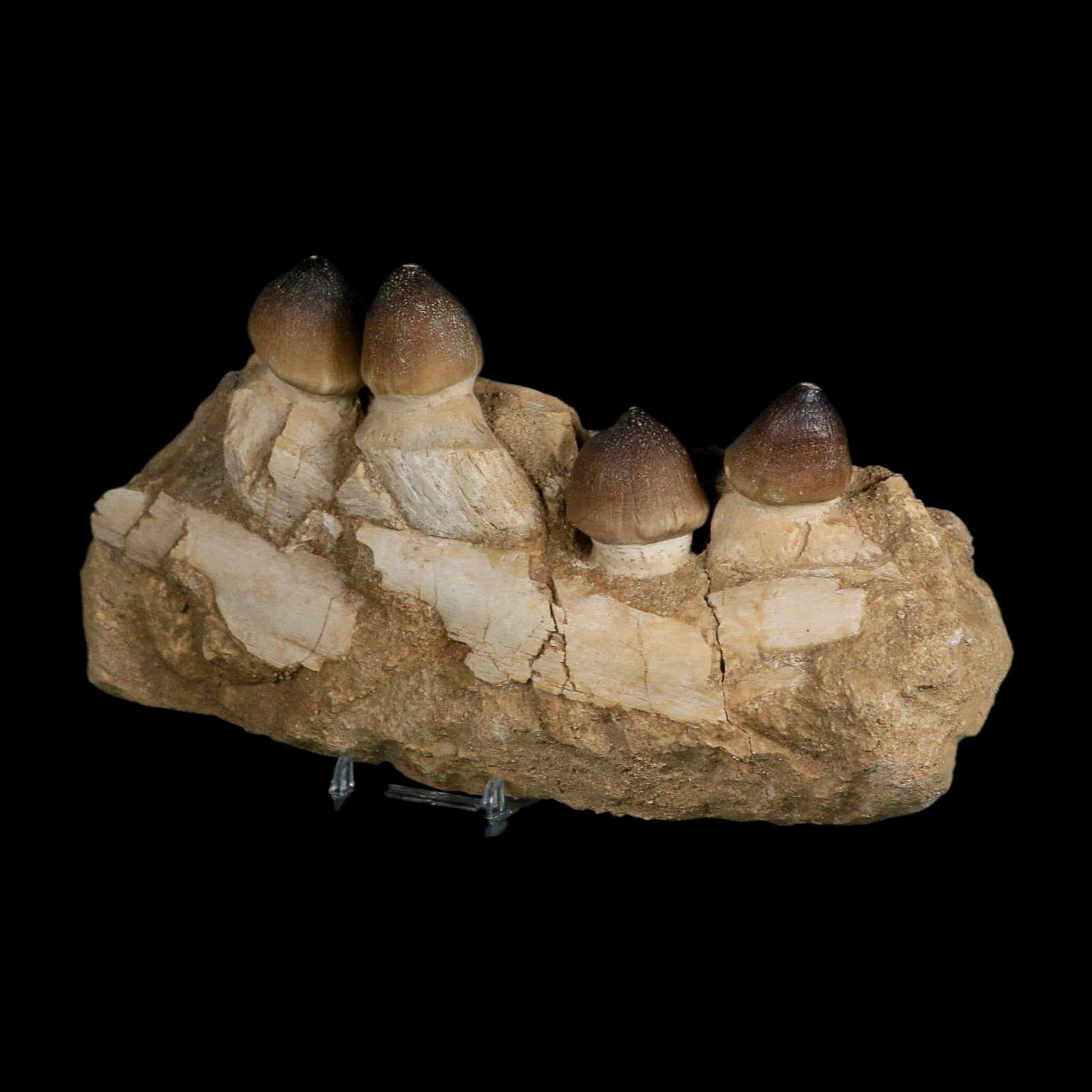 9" Globidens Mosasaur Fossil Tooth Jaw Section Cretaceous Dinosaur Era COA Stand - Fossil Age Minerals