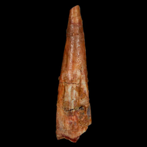 1.3" Pterosaur Coloborhynchus Fossil Tooth Upper Cretaceous Morocco COA, Display - Fossil Age Minerals