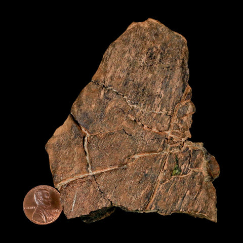 3.8" Edmontosaurus Fossil Femur Bone Hell Creek FM Cretaceous Dinosaur MT COA - Fossil Age Minerals