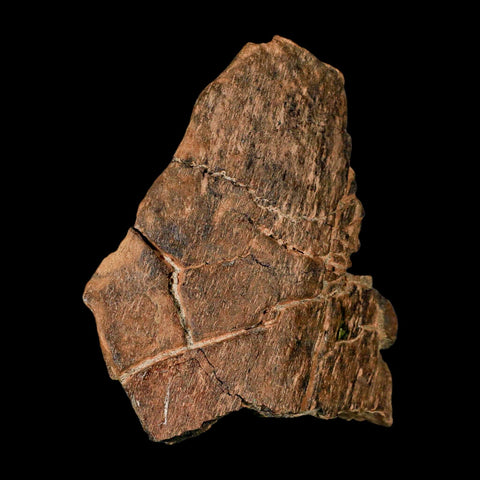 3.8" Edmontosaurus Fossil Femur Bone Hell Creek FM Cretaceous Dinosaur MT COA - Fossil Age Minerals